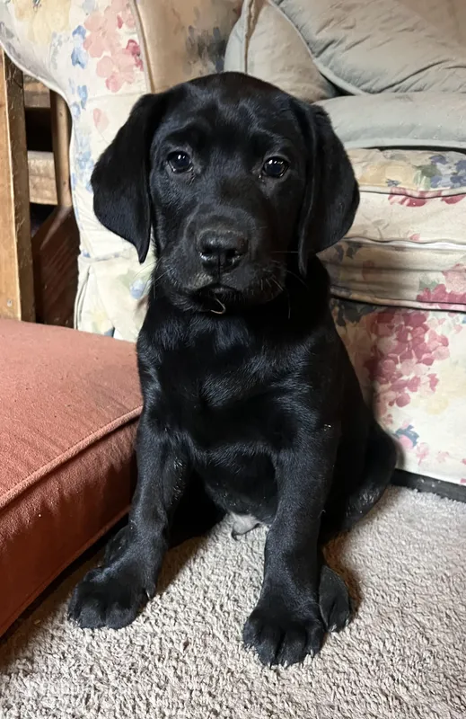 Breve – Labrador Retriever puppy for sale in Beaver Dams, NY