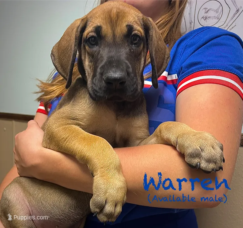 Warren – Great Dane puppy for sale in Beaver Dams, NY