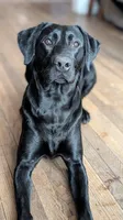 Linda, a female Labrador Retriever for sale in Beaver Dams, NY – 4 of 5