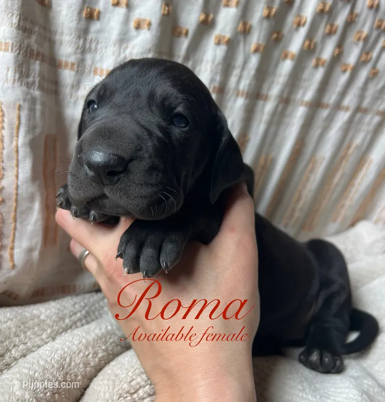 Roma – Great Dane puppy for sale in Beaver Dams, NY