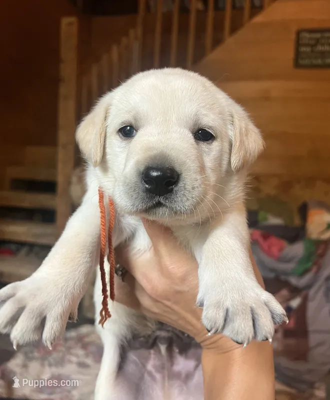 Pete – Labrador Retriever puppy for sale in Beaver Dams, NY