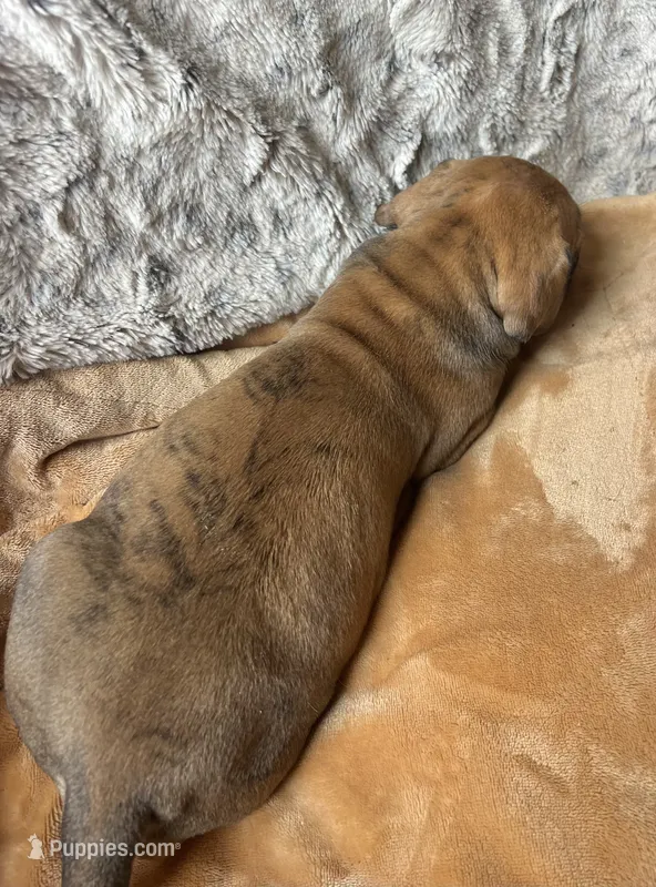 Betty – Great Dane puppy for sale in Beaver Dams, NY