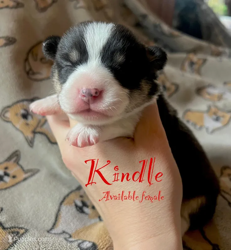 Kindle – Pembroke Welsh Corgi puppy for sale in Beaver Dams, NY