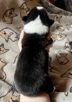 Kindle, a female Pembroke Welsh Corgi for sale in Beaver Dams, NY – Photo 4 of 5