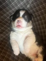 Kindle, a female Pembroke Welsh Corgi for sale in Beaver Dams, NY – Photo 2 of 5