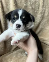 Kindle, a female Pembroke Welsh Corgi for sale in Beaver Dams, NY – 3 of 4