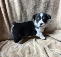 Kindle, a female Pembroke Welsh Corgi for sale in Beaver Dams, NY – 4 of 4