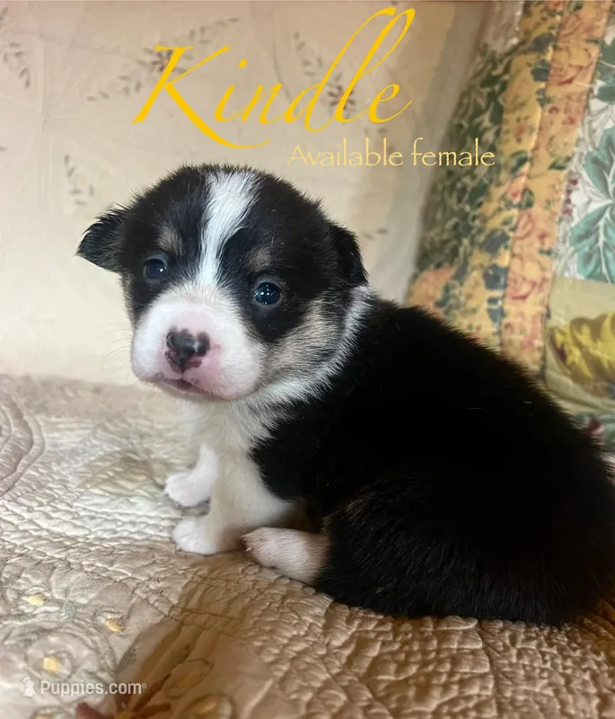 Kindle – Pembroke Welsh Corgi puppy for sale in Beaver Dams, NY