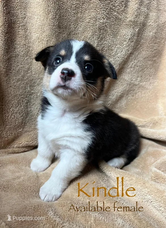 Kindle – Pembroke Welsh Corgi puppy on hold in Beaver Dams, NY