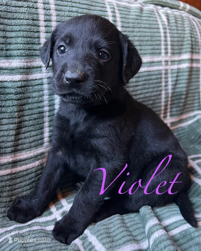 Violet – Labrador Retriever puppy for sale in Beaver Dams, NY