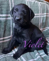 Violet, a female Labrador Retriever for sale in Beaver Dams, NY – Photo 1 of 3
