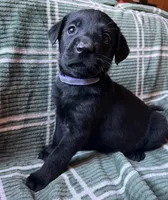 Violet, a female Labrador Retriever for sale in Beaver Dams, NY – Photo 2 of 3