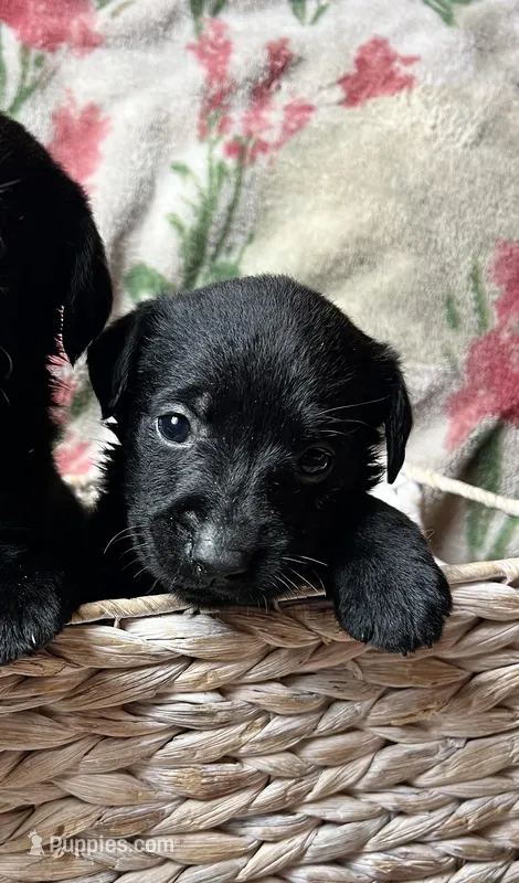 Violet – Labrador Retriever puppy for sale in Beaver Dams, NY