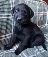 Violet, a female Labrador Retriever for sale in Beaver Dams, NY – Photo 3 of 3