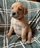 Rose, a female Labrador Retriever for sale in Beaver Dams, NY – Photo 3 of 3