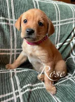 Rose, a female Labrador Retriever for sale in Beaver Dams, NY – Photo 1 of 3