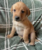 Rose, a female Labrador Retriever for sale in Beaver Dams, NY – Photo 2 of 3