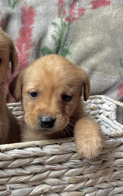 Rose – Labrador Retriever puppy for sale in Beaver Dams, NY