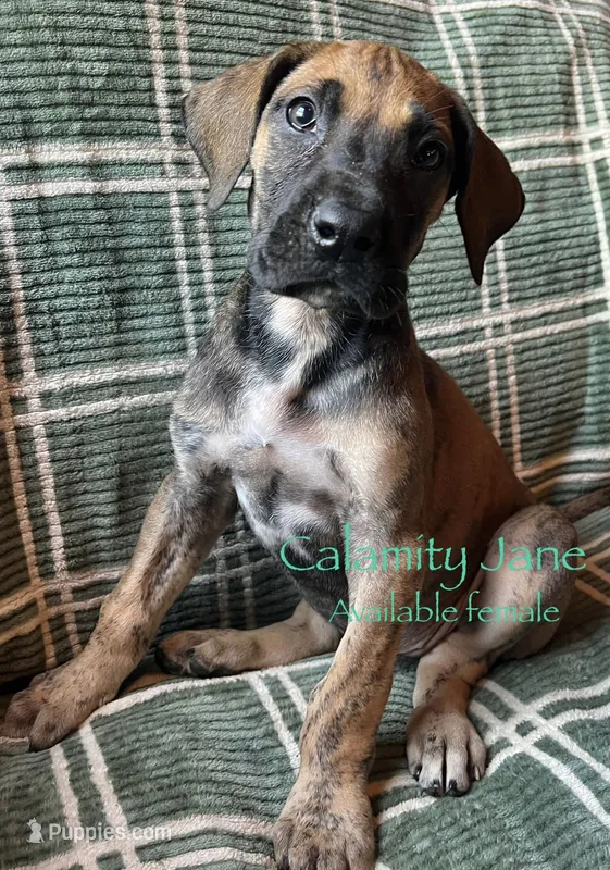 Calamity Jane  – Great Dane puppy for sale in Beaver Dams, NY