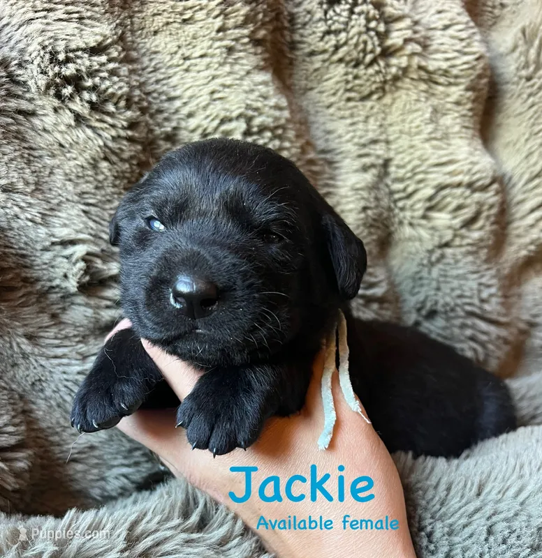 Jackie – Labrador Retriever puppy for sale in Beaver Dams, NY