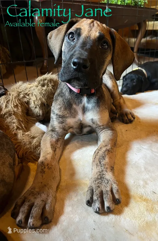 Calamity Jane  – Great Dane puppy for sale in Beaver Dams, NY