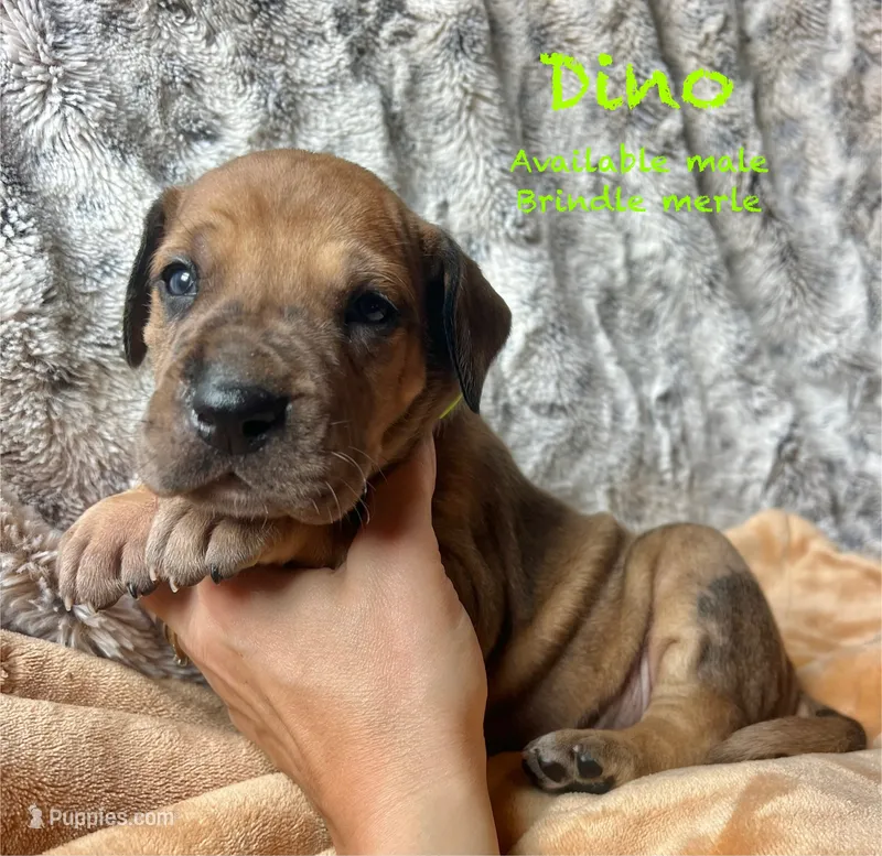 Dino – Great Dane puppy for sale in Beaver Dams, NY