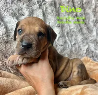 Dino, a male Great Dane for sale in Beaver Dams, NY – 1 of 5