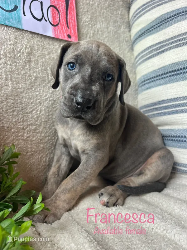 Francesca  – Great Dane puppy for sale in Beaver Dams, NY