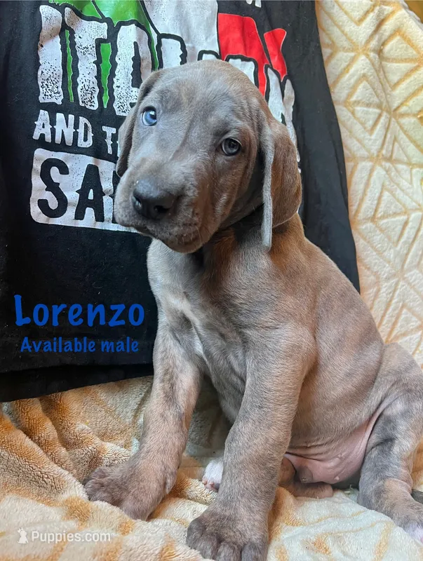 Lorenzo – Great Dane puppy for sale in Beaver Dams, NY