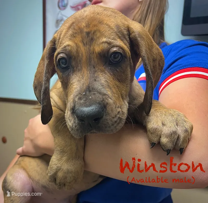 Winston – Great Dane puppy for sale in Beaver Dams, NY