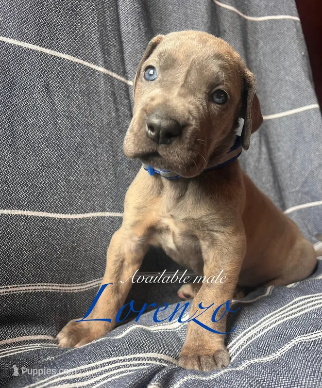 Lorenzo – Great Dane puppy for sale in Beaver Dams, NY