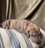 Winston, a male Great Dane for sale in Beaver Dams, NY – 5 of 7