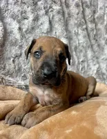 Wilma, a female Great Dane for sale in Beaver Dams, NY – 2 of 5