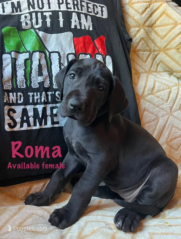 Roma – Great Dane puppy for sale in Beaver Dams, NY