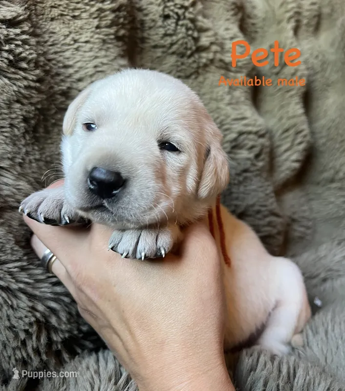Pete – Labrador Retriever puppy for sale in Beaver Dams, NY