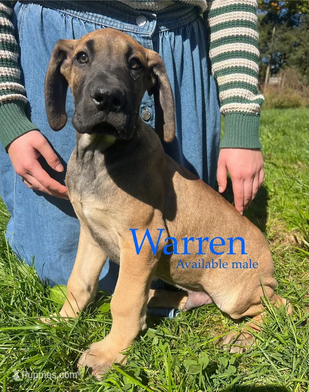 Warren – Great Dane puppy for sale in Beaver Dams, NY
