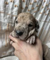 Mario, a male Great Dane for sale in Beaver Dams, NY – 3 of 6