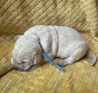 Aaron, a male Labrador Retriever for sale in Beaver Dams, NY – 4 of 6
