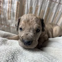 Mario, a male Great Dane for sale in Beaver Dams, NY – 2 of 6