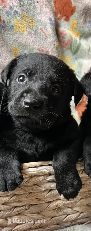 Snapdragon  – Labrador Retriever puppy for sale in Beaver Dams, NY