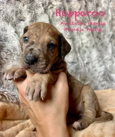 Hopparoo, a female Great Dane for sale in Beaver Dams, NY – 1 of 5