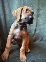 Walker, a male Great Dane for sale in Beaver Dams, NY – 5 of 8