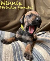 Winnie, a female Great Dane for sale in Beaver Dams, NY – 1 of 7