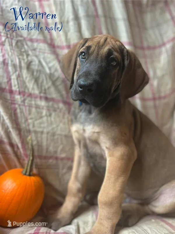 Warren – Great Dane puppy for sale in Beaver Dams, NY