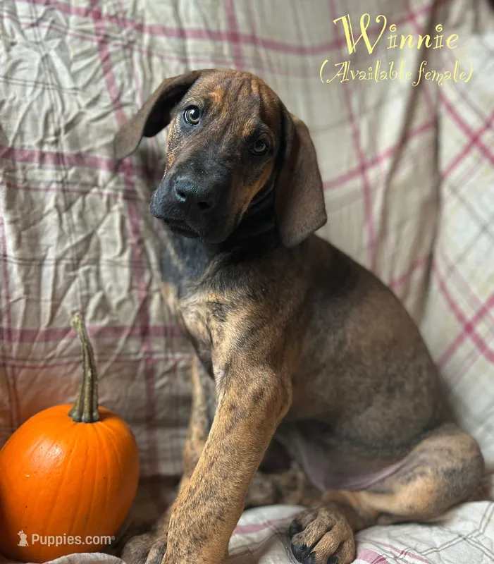 Winnie – Great Dane puppy for sale in Beaver Dams, NY