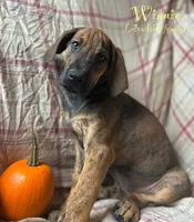 Winnie, a female Great Dane for sale in Beaver Dams, NY – 1 of 5