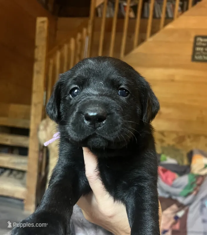 Linda – Labrador Retriever puppy for sale in Beaver Dams, NY
