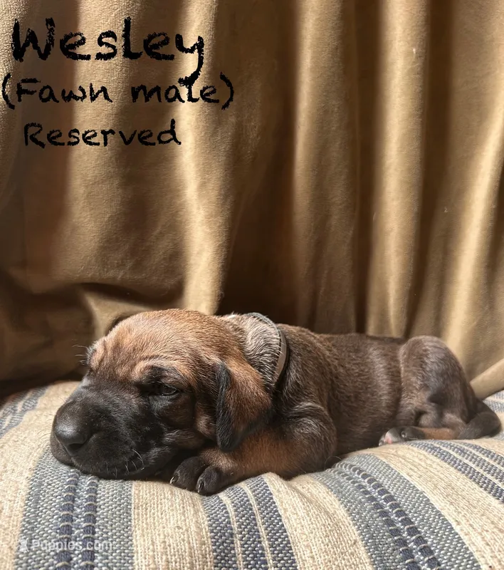 Wesley – Great Dane puppy on hold in Beaver Dams, NY