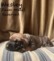 Wesley, a male Great Dane for sale in Beaver Dams, NY – 1 of 1