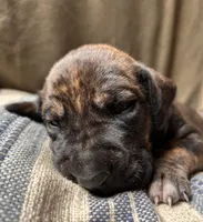 Wanda, a female Great Dane for sale in Beaver Dams, NY – 5 of 7
